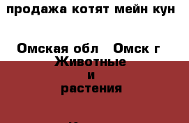 продажа котят мейн кун - Омская обл., Омск г. Животные и растения » Кошки   